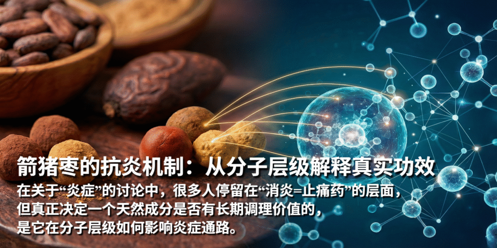 箭猪枣的抗炎机制：从分子层级解释真实功效