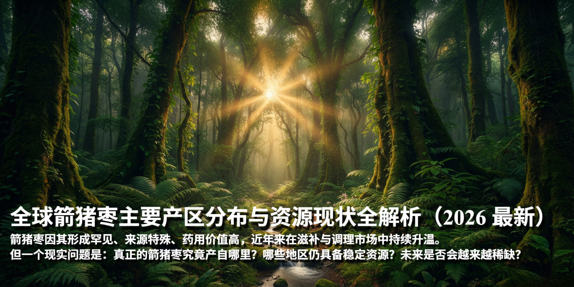 箭猪枣主要产区分布与资源现状全解析