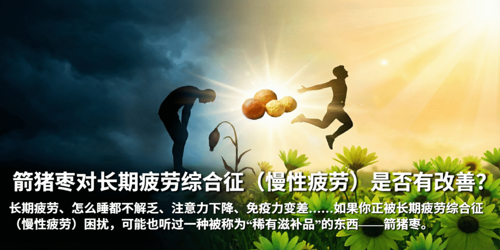 箭猪枣对长期疲劳综合征(慢性疲劳)是否有改善
