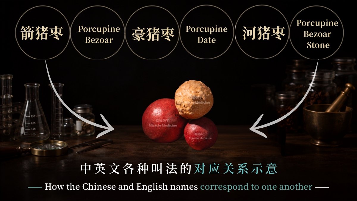 porcupine-bezoar-naming-comparison-miracle-medicine