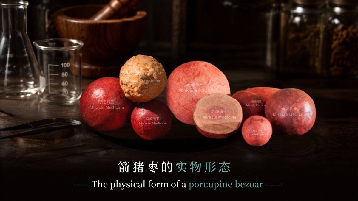 porcupine-bezoar-stone-real-form-miracle-medicine