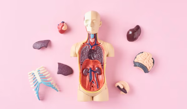 human-anatomy-mannequin-with-internal-organs-pink-top-view_77190-4113